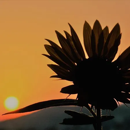 Lägenhetshotell Mediterranean 4*