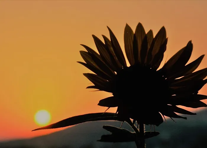 Lejlighedshotel Mediterranean 4*